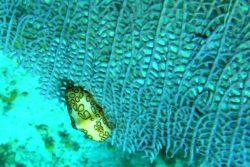 flamingo tongue