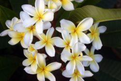 frangipani flowers