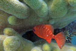 glasseye snapper and pillar coral