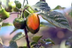 habanero peppers