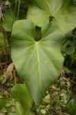 heartleaf anthurium