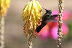 Hummingbird and bee