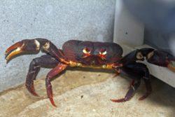 Land crab