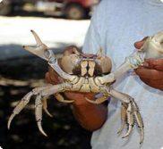 land crab main