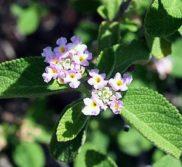 lantana