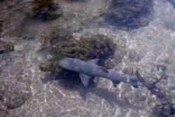 lemon shark