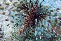 lionfish