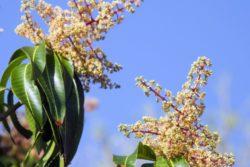 Mango Flower