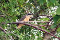 Mangrove Cucko