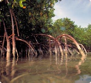 mangroves