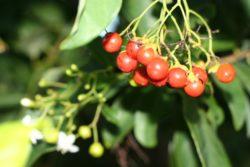 Manjack berries