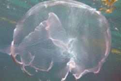 moon jellyfish