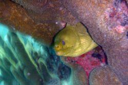 moray