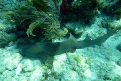 nurse shark