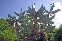 paddle cactus