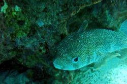 Porcupinefish