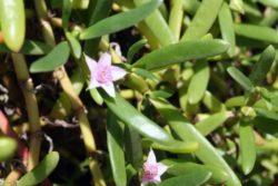 purslane flower