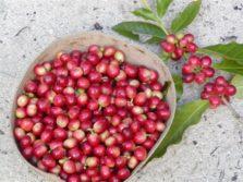 ripe St. John coffee berries