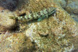 Sand Diver