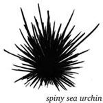 sea urchin