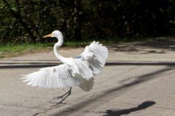 Snowy Egret