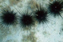 spiny sea urchin