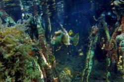 Spotted Trunkfish 1