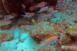 Squirrelfish school