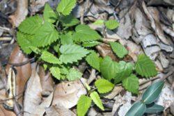 Stinging Nettle