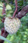 Sugar Apple