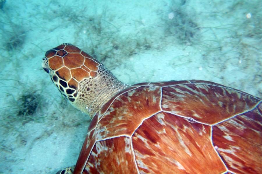 sea turtle