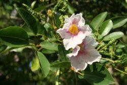 White cedar flower