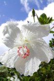 white hibiscus