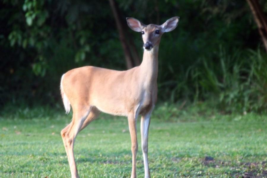 deer in the USVI national park