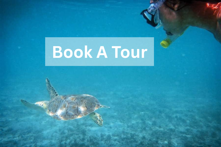Snorkel Tour