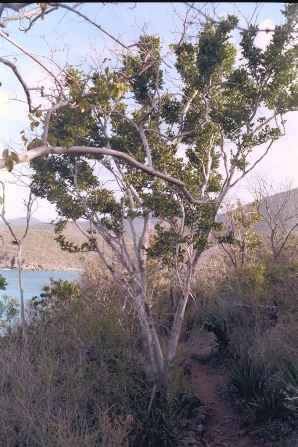 Lignum Vitae trees
