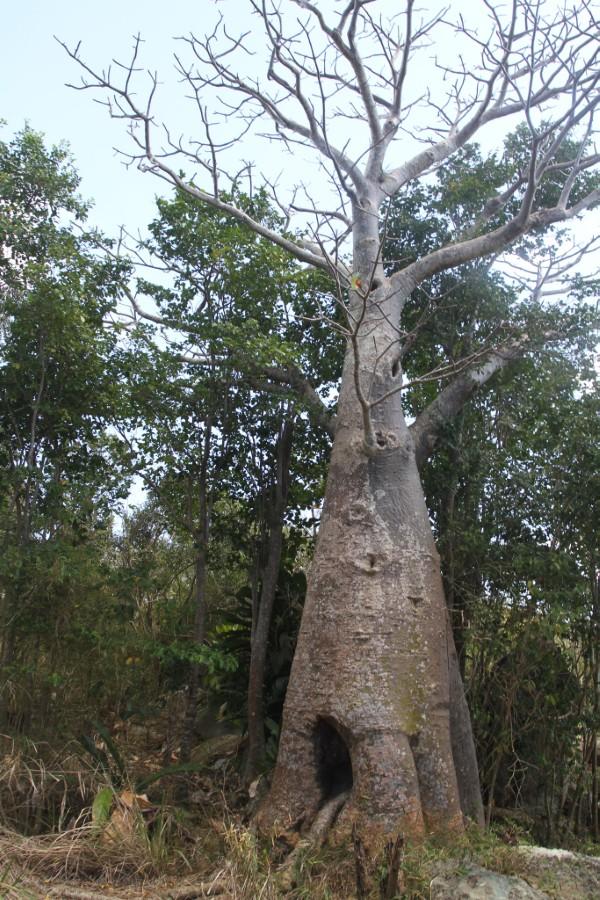 baobab tree