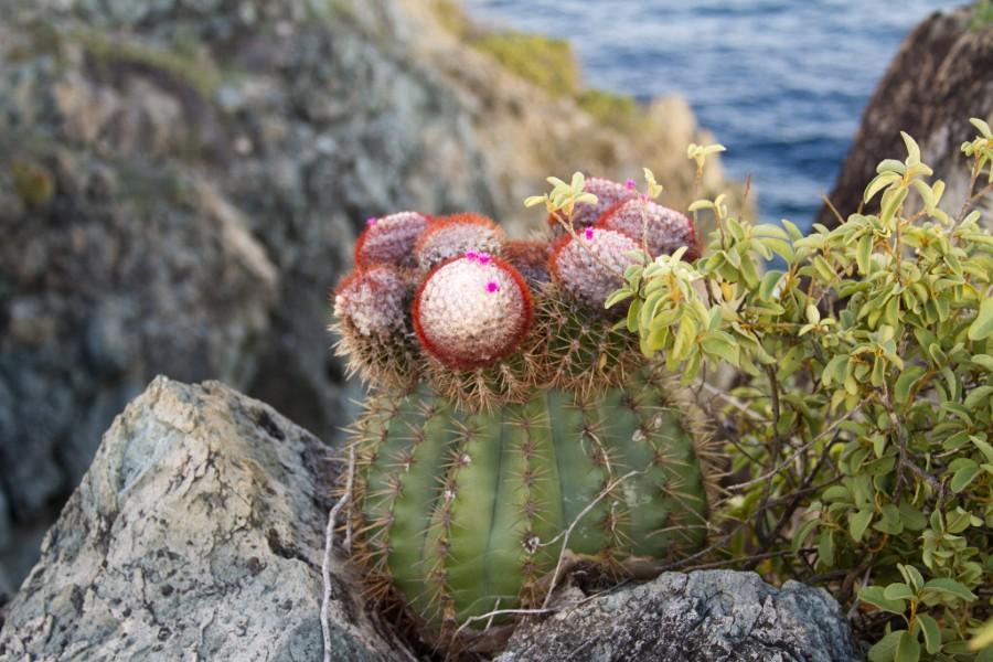 Barrel Cactus