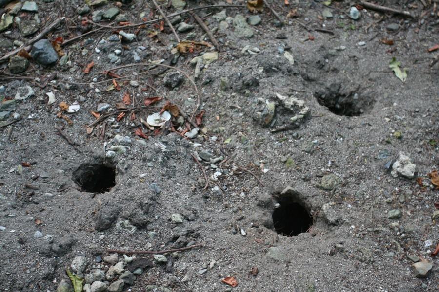 Crab holes