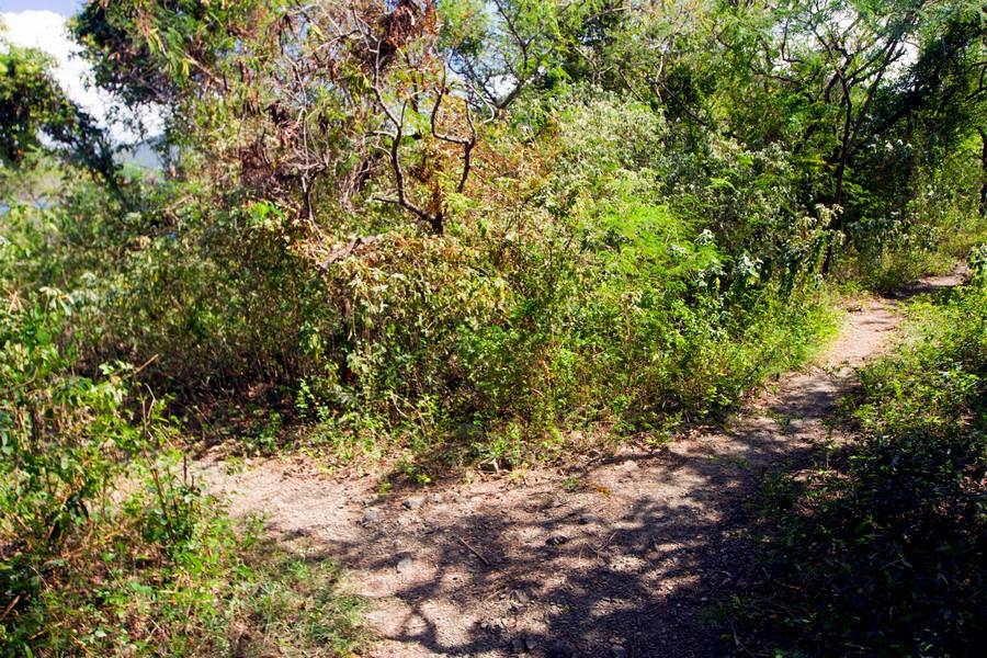 Fork in Johnny hill trail