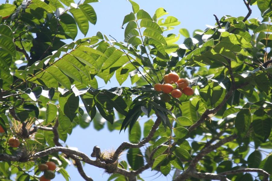 hog plum