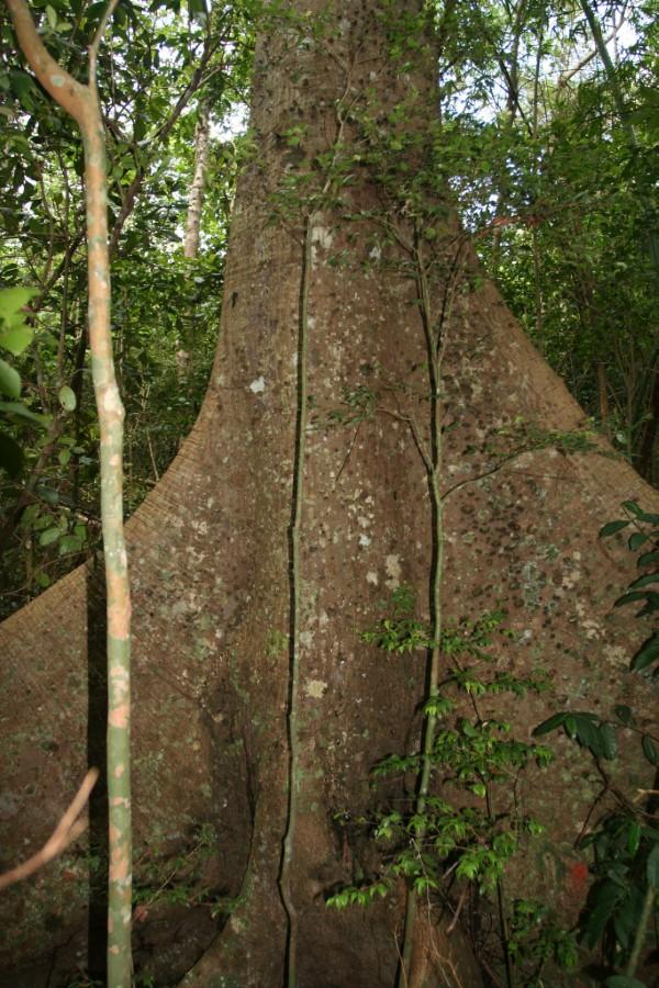 Kapok trees