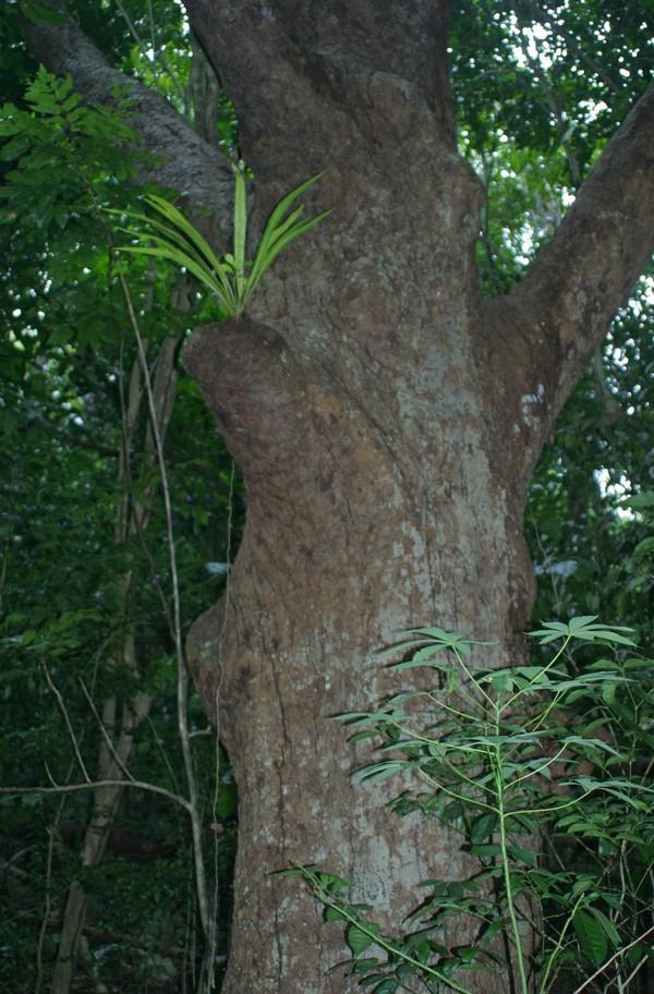 mammee tree