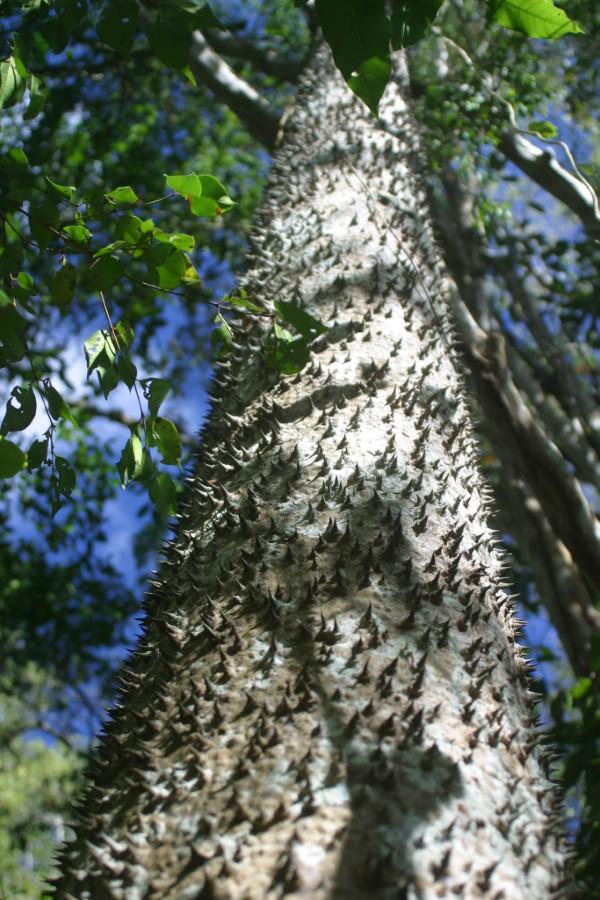 Sandbox tree